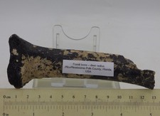 Fossil bone radius - fossil, deer