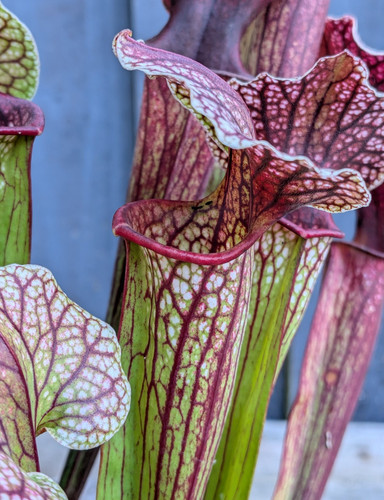 Sarracenia leucophylla x - sarracenia,
