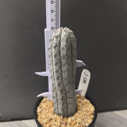 12cm 10pieces live cactis - 10-12cm, 1-10pieces