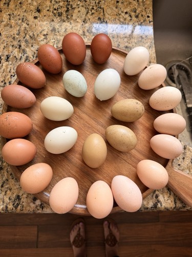 Purebred assorted farm - ct,