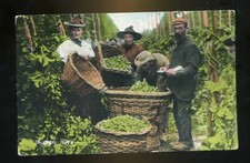 Kent / RURAL LIFE Hop Picking  -   Tallying Hops with people  coloured   