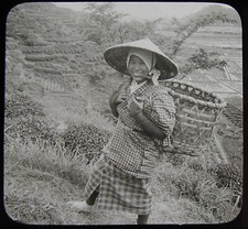 Glass Magic Lantern Slide JAPANESE WOMAN TEA PICKING C1910 PHOTO JAPAN