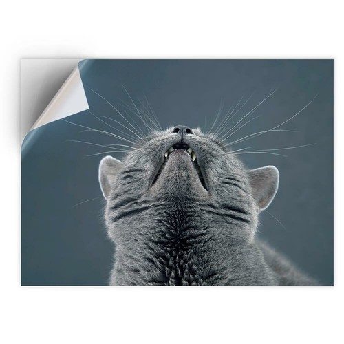 Vinyl sticker cute - vinyl,