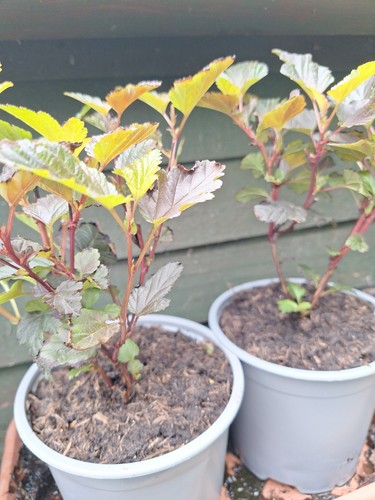Physocarpus opulifolius lady - physocarpus,