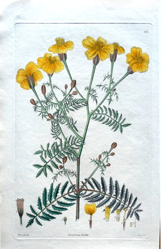 Original antique print 1826 - antique,