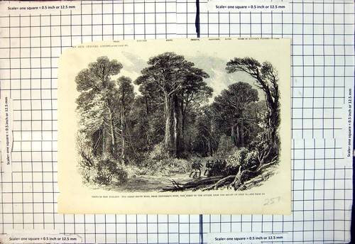 Old print new zealand great - old,