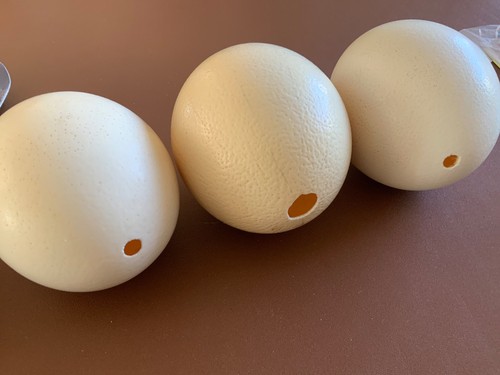 Ostrich egg - egg, x3