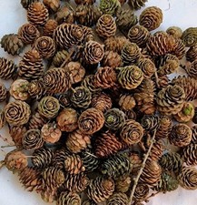 20 Natural Larch Pine Cones