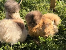 6 Hatching fertile bearded