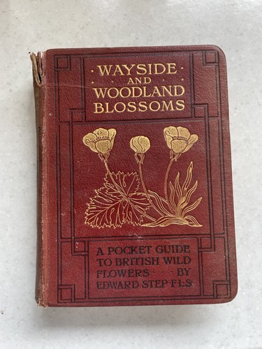 Wayside and woodland blossom - wayside,