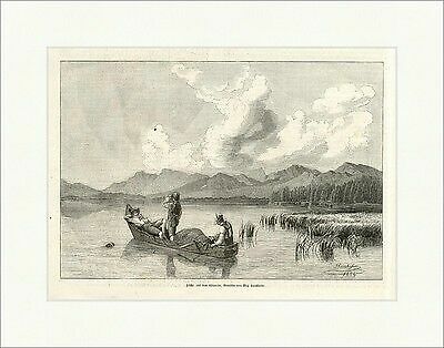 Fish lake chiemsee max - fish,