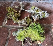 mini moss logs x 3 for vivarium, terrarium, insect environments