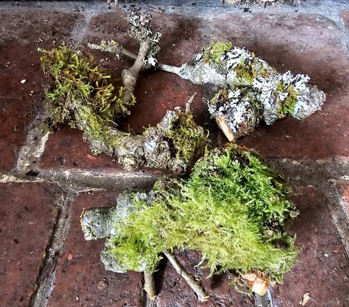 Mini moss logs for - moss,