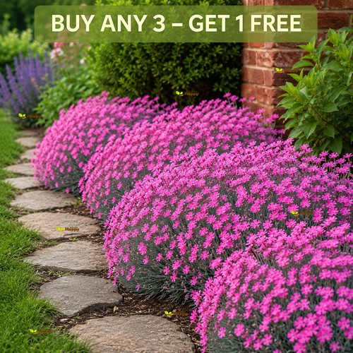 Cheddar pink 150 seeds - pink,