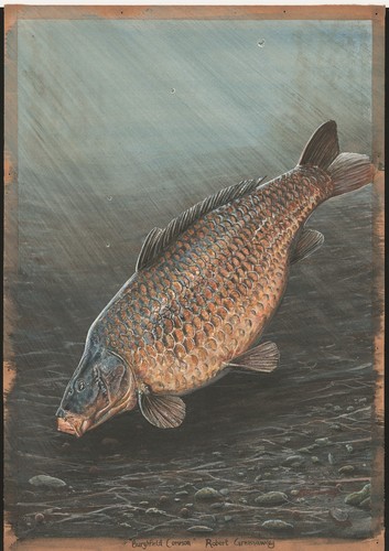 Britain legendary carp - britain's,