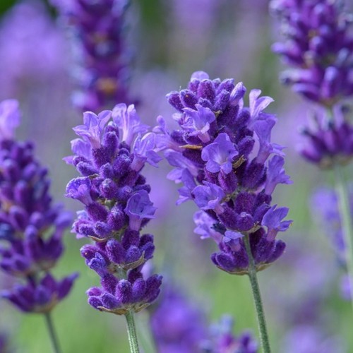 Lavender plug plants - plants, fragrant