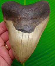 5.27” MEGALODON SHARK TOOTH