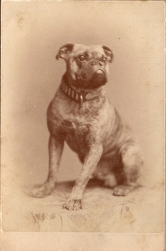 Traditional bulldog pug - bulldog, or