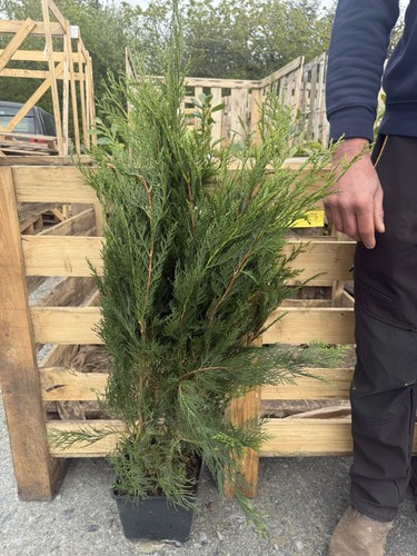 Green leylandii hedging - 10,