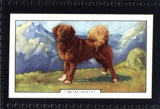 Gallaher Dogs 2nd Series 1938 - Tibetan Mastiff No. 14