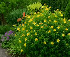 st johns wort shrub - produces long lasting flowers - 1 litre pot