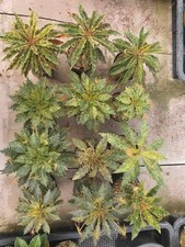 Dorstenia Hybrid- Variegated