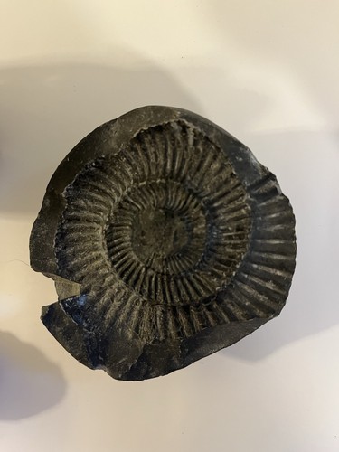 Large natural ammonite fossil - natural,