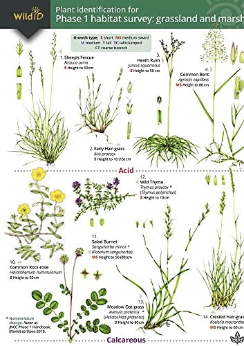 Mark duffell plant - -,