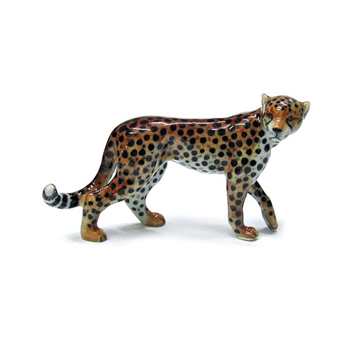 Northern rose cheetah forest - northern,
