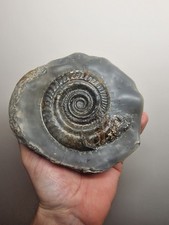 Genuine Whitby Yorkshire