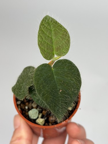 Ficus villosa small terrarium - small,
