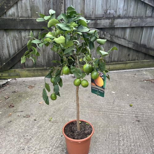 Citrus lemon meyer standard - lemon,