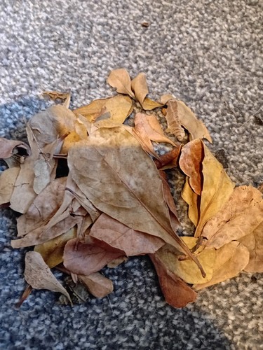 Dried fish leaves - fish, almond