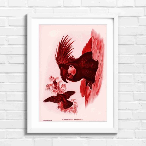 Black cockatoo nesting art - black, red