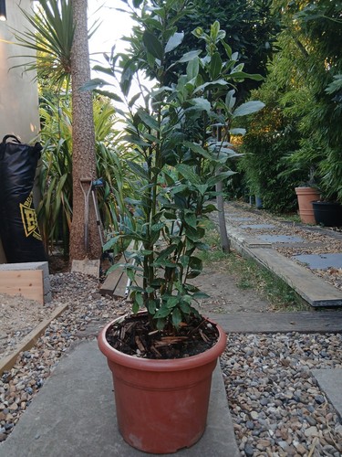 Bay tree 120cm pot - bay,