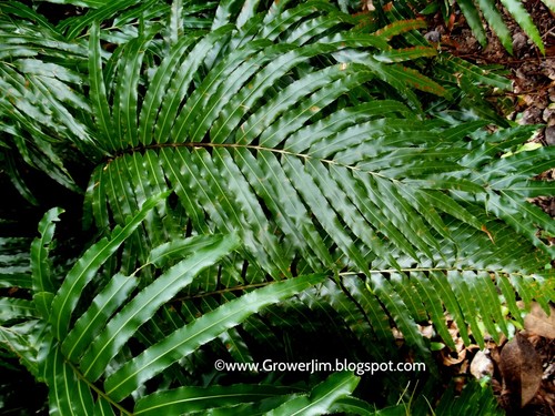 Stenochlaena tenuifolia - ,