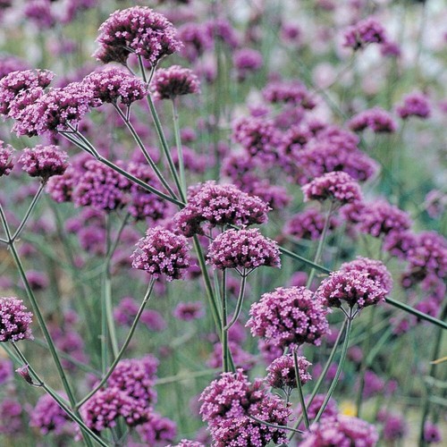 Verbena bonariensis 9cm - verbena,