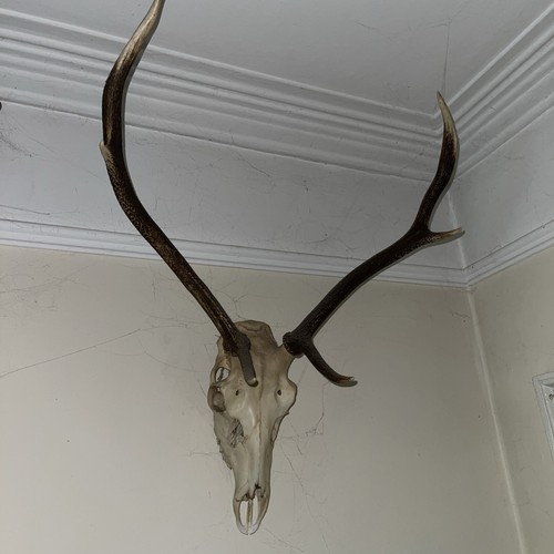 Large stag red - large,