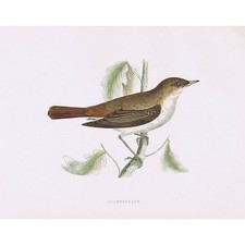 BIRDS Nightingale - Hand