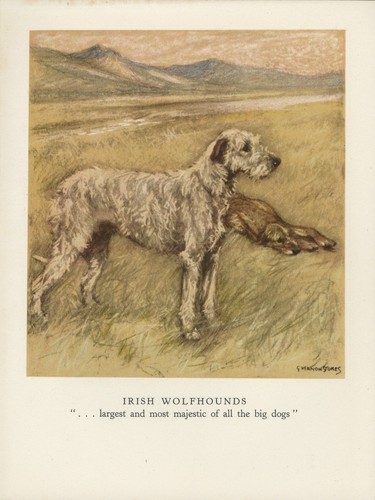 Irish wolfhound vintage - wolfhound, 1947