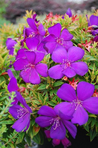 Tibouchina dwarf groovy - tibouchina,
