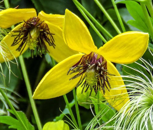 Clematis golden - clematis,