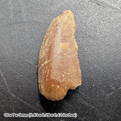 Genuine raptor dinosaur - , tooth