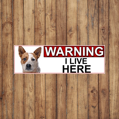 Australian cattle dog - cattle,