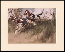 BEAGLE HOUNDS HUNTING GREAT