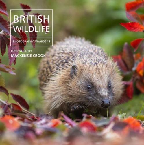 British wildlife photography - wildlife,
