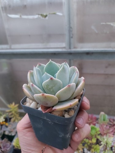 Echeveria garotto - echeveria,