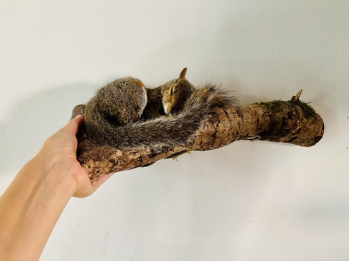 Cute sleeping grey taxidermy - sleeping,