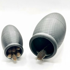 Threaded Pleco Cichlid