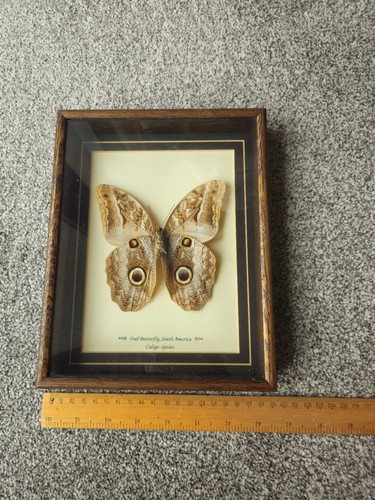Butterfly taxidermy owl - butterfly,